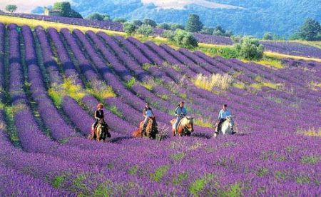 内就有不少看薰衣草的好地方。盘点国内9个最浪漫的庄。不朽情缘正规网站看薰衣草何必舍近求远非去普罗旺斯国(图2) 内就有不少看薰衣草的好地方。盘点国内9个最浪漫的庄。不朽情缘正规网站看薰衣草何必舍近求远非去普罗旺斯国(图2)