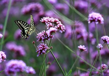 内就有不少看薰衣草的好地方。盘点国内9个最浪漫的庄。不朽情缘正规网站看薰衣草何必舍近求远非去普罗旺斯国(图5) 内就有不少看薰衣草的好地方。盘点国内9个最浪漫的庄。不朽情缘正规网站看薰衣草何必舍近求远非去普罗旺斯国(图5)