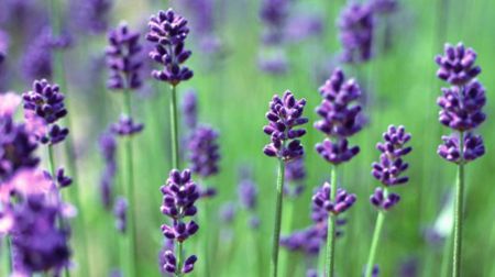 内就有不少看薰衣草的好地方。盘点国内9个最浪漫的庄。不朽情缘正规网站看薰衣草何必舍近求远非去普罗旺斯国(图6) 内就有不少看薰衣草的好地方。盘点国内9个最浪漫的庄。不朽情缘正规网站看薰衣草何必舍近求远非去普罗旺斯国(图6)