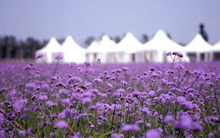 内就有不少看薰衣草的好地方。盘点国内9个最浪漫的庄。不朽情缘正规网站看薰衣草何必舍近求远非去普罗旺斯国(图8) 内就有不少看薰衣草的好地方。盘点国内9个最浪漫的庄。不朽情缘正规网站看薰衣草何必舍近求远非去普罗旺斯国(图8)