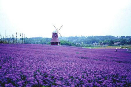 内就有不少看薰衣草的好地方。盘点国内9个最浪漫的庄。不朽情缘正规网站看薰衣草何必舍近求远非去普罗旺斯国(图9) 内就有不少看薰衣草的好地方。盘点国内9个最浪漫的庄。不朽情缘正规网站看薰衣草何必舍近求远非去普罗旺斯国(图9)